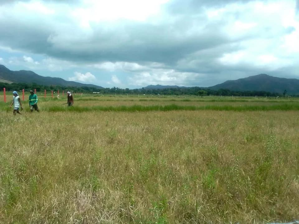 Residential/agricultural/hotel Lot | Lot for Sale in Palawan